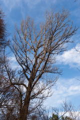 Deciduous tree on blue sky background, Armenia