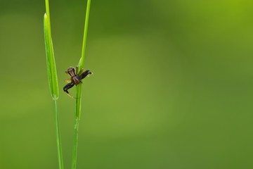 Macro close up of a common crab spider isolated on a green grass stalk on green background, Xysticus cristatus