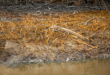 Baby alligator on ground