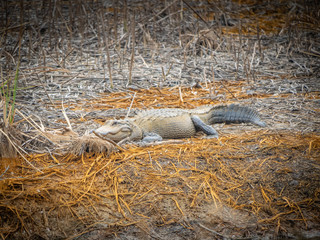 Baby alligator on ground