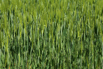 Green winter crops in the fields began to spike