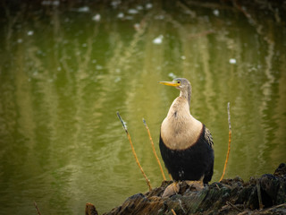 Cormorant in nature