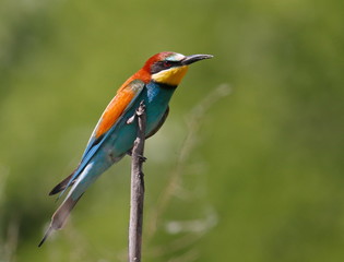 European bee-eater, Merops apiaster