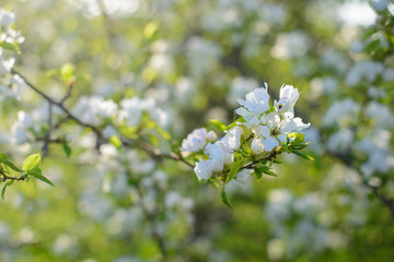 The apple tree is gaining color in early spring