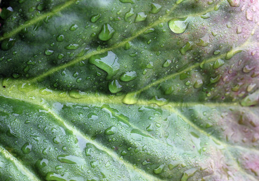 drops of water on a green flade of decorative cabbage
