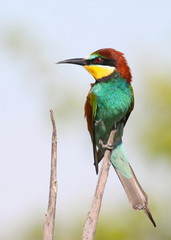 European bee-eater, Merops apiaster