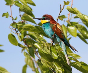 European bee-eater, Merops apiaster