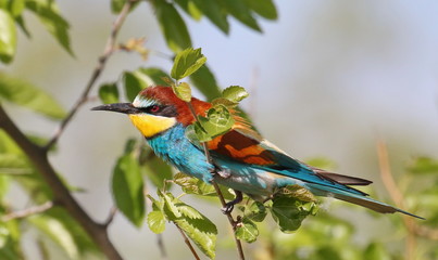 European bee-eater, Merops apiaster