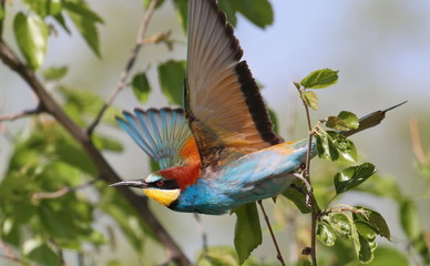 European bee-eater, Merops apiaster