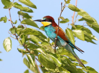 European bee-eater, Merops apiaster