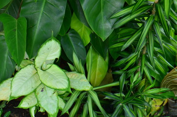 tropical leaf, large foliage, abstract green texture, nature background