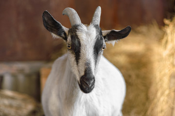 A white female goat with black stripes looks at the camera. Close up, copy space, selective focus.