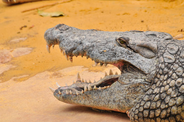 Nile crocodile with open mouth. Teeth details (Crocodylus niloticus), dangerous crocodiles