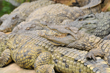 Nile crocodile (Crocodylus niloticus), dangerous crocodiles