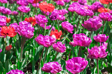 pink tulips in the garden