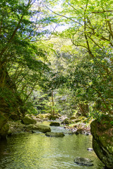 初夏の渓流と滝