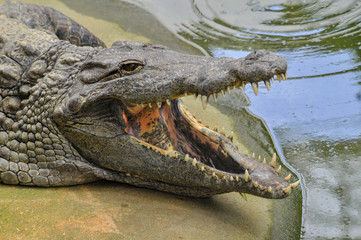 Nile crocodile with open mouth. Teeth details (Crocodylus niloticus), dangerous crocodiles
