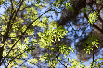 green leaves against blue sky