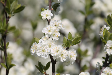 Obraz na płótnie Canvas Branch with white flowers of plum tree