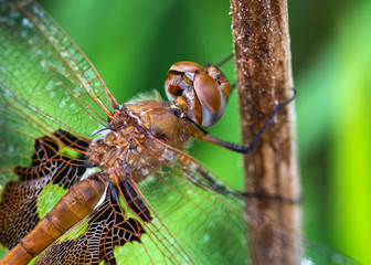 Close up of a Red Saddlebags along the nature trail in Pearland!