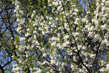 Blooming white plum tree in spring garden
