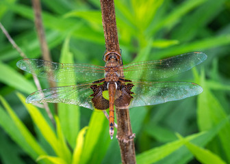 Red Saddlebags along the Shadow Creek Ranch Nature Trail in Pearland, Texas!