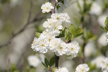 Branch with white flowers of plum tree