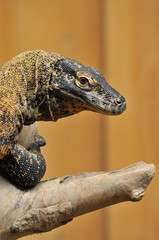 Close-up view of a komodo monitor lizard.