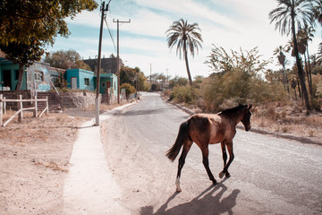 Horse is walking on the streets of Mulege. Baja California Sur. Mexico. Mexican village. 