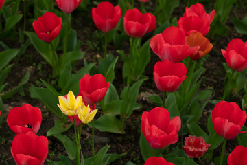 Red tulips bloomed in the spring.