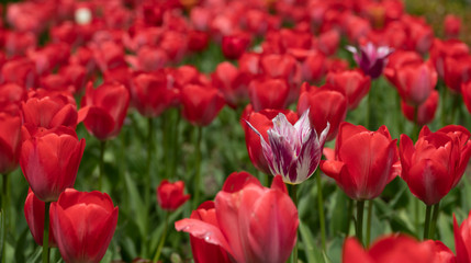 Red tulips bloomed in the spring.