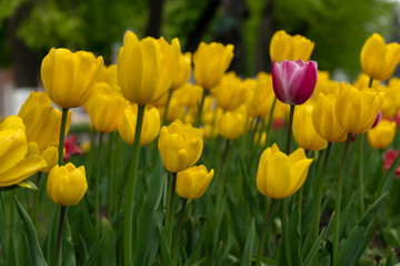 Yellow and red tulips bloomed in the spring.