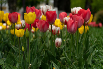 White, yellow, red, colorful tulips bloomed in spring.