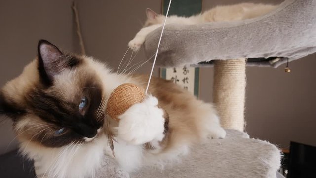 A ragdoll birman cat playing with a ball, another cat in the background (3)