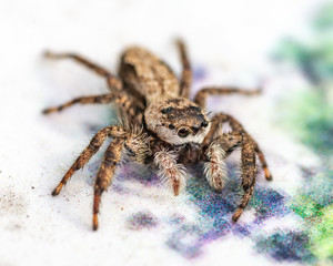 A Tan Jumping Spider looking like he is being creative along the nature trail in Pearland!