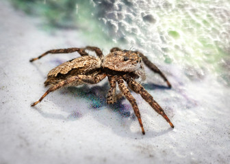Tan Jumping Spider on a sign along the nature trail in Pearland!