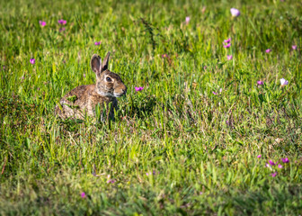 Swamp rabbit in a meadow!