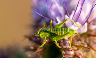 grasshopper on a flower
