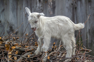 Naklejka na ściany i meble A white goat stands on a pile of brushwood and eats branches.