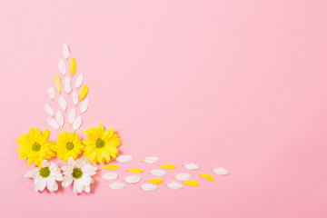 Fototapeta na wymiar white and yellow chrysanthemum on pink paper background