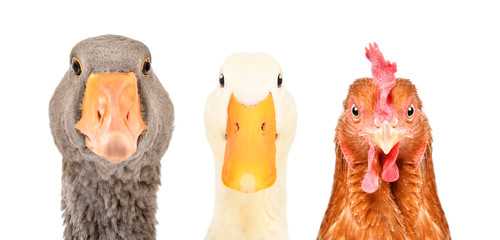 Portrait of a goose, duck and chicken isolated on a white background