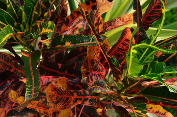 tropical leaf, large foliage, abstract green texture, nature background