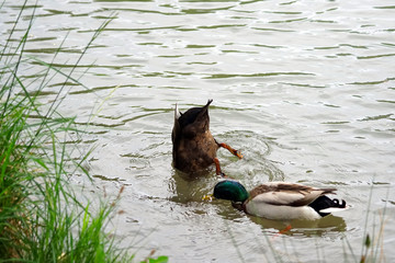 Pair of wild ducks looking for food underwater on the lake Passer Fritz, Merano, Italy.