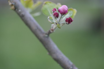 close up of a pink flower