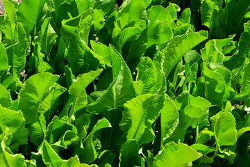 grünes und frisches Laub der Meerrettichpflanze in der Frühlingssonne, Armoracia Rusticana