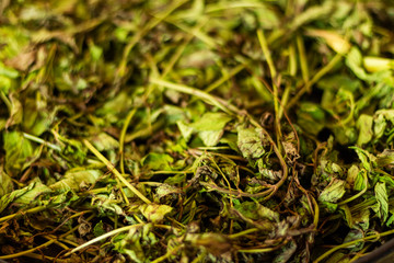 background of dried mint spice