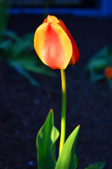 tulip flowers 