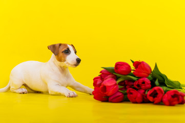 Jack Russell Terrier puppy with a large bouquet of red tulips on a yellow background. Horizontal...