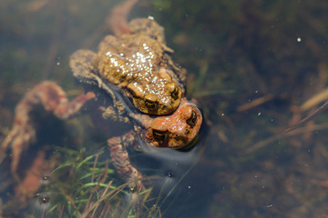 two toads closeup