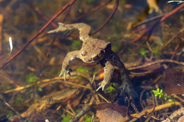Fototapeta premium toad in the water